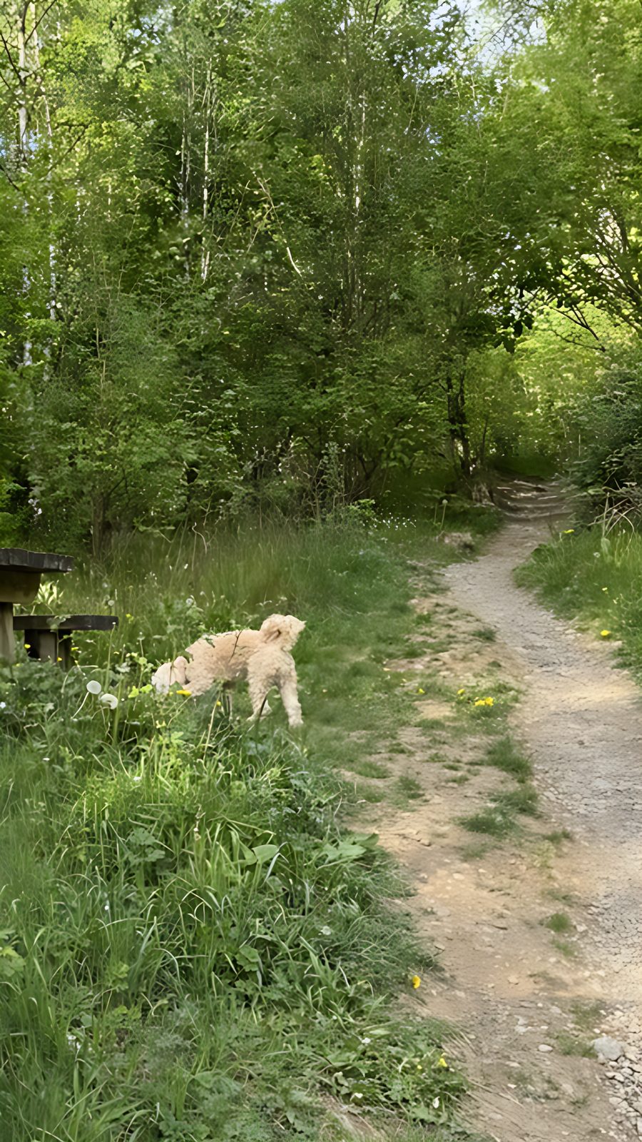A walking path at the forest edge